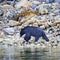 Black Bear searching for food at low tide, Tofino, British Columbia, Canada