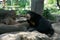 Black bear sit and lean and open mouth on rock