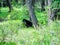 Black bear sitting in a forest, Banff National Park, Alberta, Canada