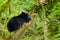 A Black Bear sitting in a Rainforest tree, Vanouver Island, Canada