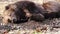 Black bear sleeping