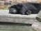 Black bear sleeping the day away on a beautiful day