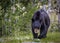 Black bear smelling the flowers in Hayden Valley