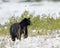 Black Bear in snow