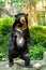 Black bear standing Natural green background