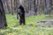 A Black Bear stands on her back legs to look around.