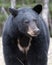 Black Bear Stock Photos. Black bear close up. Black bear with a lucky charm on its chest