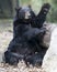 Black Bear Stock Photos.  Black Bear waving and making a spectacled show. Black bear very funny