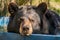 Black bear swimming in pool