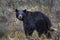 Black Bear in the Tetons