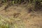 Black bear tracks in sand along Moose River, Adirondacks, New Yo