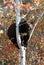 Black Bear in a tree