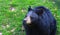 Black Bear up close, looking to side