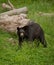 Black Bear (Ursus americanus)