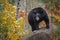 Black Bear Ursus americanus Claws Out Looking Out From Rock Autumn