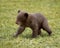 Black Bear (Ursus americanus) Cub on the Move