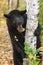 Black Bear Ursus americanus Hugs Tree Chewing on Leaf and Twig Autumn