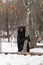 Black Bear Ursus americanus Hugs Tree Ears Back Winter