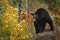 Black Bear Ursus americanus Looks Out From Rock Autumn