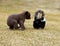 Black Bear (Ursus americanus) Meets Striped Skunk - motion blur