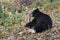 Black Bear Ursus americanus Press Nose Against Stump Sniffing for Food Autumn