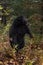Black Bear Ursus americanus Rises Up on Back Feet Autumn