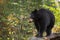 Black Bear Ursus americanus on Rock Nose in Bush Autumn