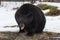 Black Bear Ursus americanus Rounded Up Mouth Open Winter