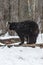 Black Bear Ursus americanus Rubs Butt Against Tree to Scratch Winter