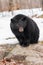 Black Bear Ursus americanus Sits on Rock Paws Together Winter