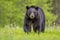 Black bear (Ursus americanus) in the spring forest. Generative AI