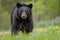 Black bear (Ursus americanus) in the spring forest. Generative AI