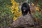 Black Bear Ursus americanus Stands Atop Rock Autumn