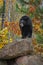 Black Bear Ursus americanus Stands Atop Rock Mouth Open Autumn
