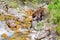 Black bear Ursus americanus about to walk across a Montana stream