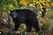 Black Bear Ursus americanus Turns Atop Rock Autumn