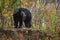 Black Bear Ursus americanus Turns While Standing Atop Rock Autumn