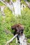 Black bear Ursus americanus walking on a log in a Montana forest