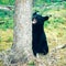Black Bear Ursus americanus Yukon boreal forest