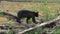 Black bear walking on a log