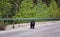 A black bear walks along an asphalt road. Coniferous forest in the background. Canadian Rockies, Jasper National Park