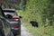A black bear walks along an asphalt road. Coniferous forest in the background. Canadian Rockies, Jasper National Park