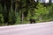 A black bear walks along an asphalt road. Coniferous forest in the background. Canadian Rockies, Jasper National Park