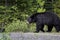 A black bear walks through the bushes. Coniferous forest in the background. Canadian Rockies, Jasper National Park