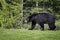 A black bear walks through the bushes. Coniferous forest in the background. Canadian Rockies, Jasper National Park