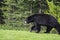 A black bear walks through the bushes. Coniferous forest in the background. Canadian Rockies, Jasper National Park