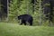 A black bear walks through the bushes. Coniferous forest in the background. Canadian Rockies, Jasper National Park