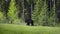 A black bear walks through the bushes. Coniferous forest in the background. Canadian Rockies, Jasper National Park