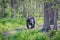 Black bear walks through forest in Spring