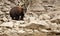 Black bear in the wild , british columbia